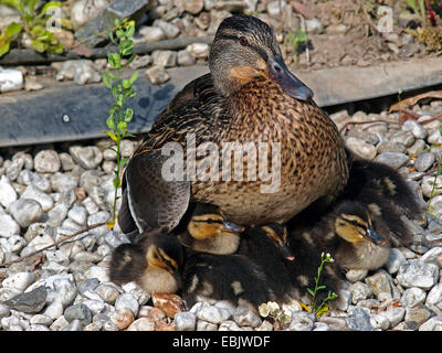 Stockente (Anas Platyrhynchos), weibliche sammeln ihre jungen unter den Flügeln, Deutschland Stockfoto