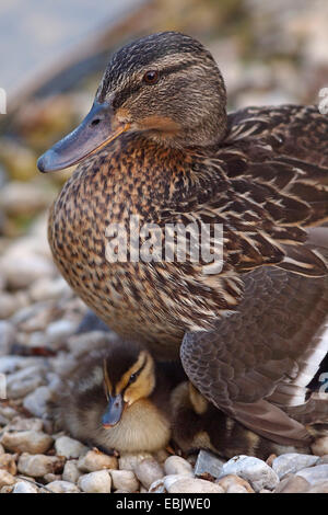 Stockente (Anas Platyrhynchos), weibliche sammeln ihre Küken unter die Flügel, Deutschland Stockfoto