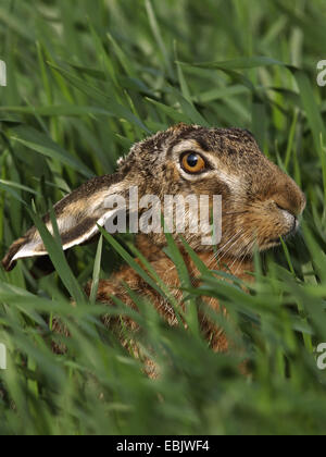 Feldhase (Lepus Europaeus), nur der Kopf sichtbar hohen Gras, Deutschland Stockfoto