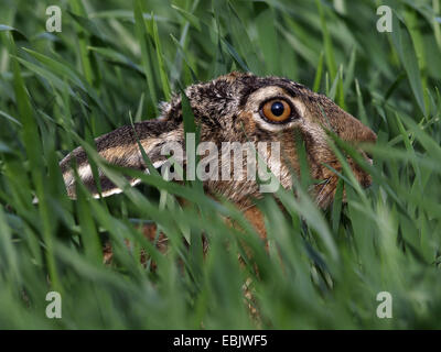 Feldhase (Lepus Europaeus), nur der Kopf sichtbar hohen Gras, Deutschland Stockfoto