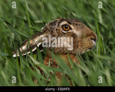 Feldhase (Lepus Europaeus), nur der Kopf sichtbar hohen Gras, Deutschland Stockfoto