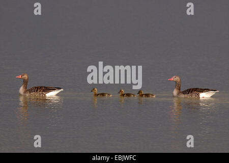 Graugans (Anser Anser), Familie mit drei Küken schwimmen an einem See in einer Reihe, Deutschland Stockfoto