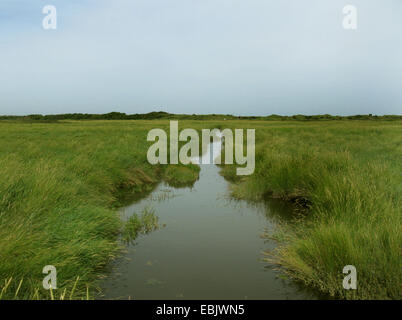 Graben Sie in einem Salz-Sumpf, Germany, Baltrum, untere Sachsen Nationalpark Wattenmeer Stockfoto