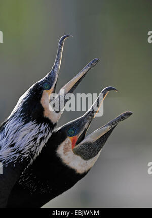 Kormoran (Phalacrocorax Carbo), Portrait von ein paar Aufruf aggressiv, Deutschland Stockfoto