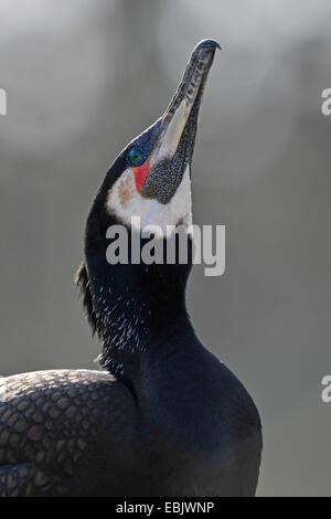 Kormoran (Phalacrocorax Carbo), Portrait eines Mannes, Deutschland Stockfoto