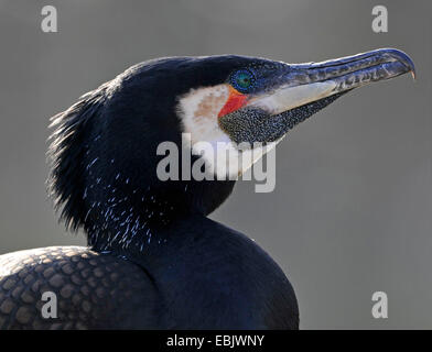 Kormoran (Phalacrocorax Carbo), Portrait eines Mannes, Deutschland Stockfoto