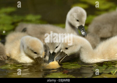 Stummschalten Sie Schwan (Cygnus Olor), Jungvögel, die Fütterung auf dem Wasser, Deutschland Stockfoto