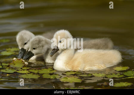 Stummschalten Sie Schwan (Cygnus Olor), Jungvögel, die Fütterung auf dem Wasser, Deutschland Stockfoto