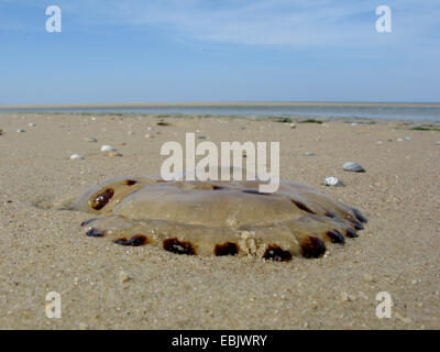 Kompassquallen, rot-banded Quallen (Chrysaora Hysoscella), angespült am Strand, Deutschland, Niedersachsen, Baltrum Stockfoto