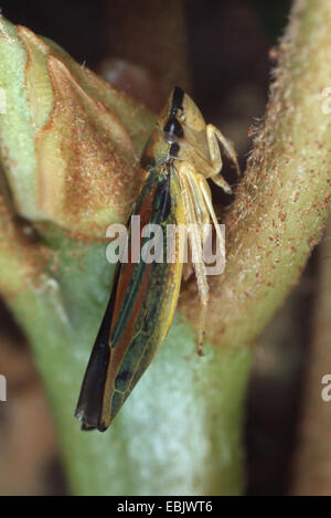 Redbanded Leafhopper (Graphocephala Coccinea, Graphocephala Fennahi), sitzen am Werk, Deutschland Stockfoto