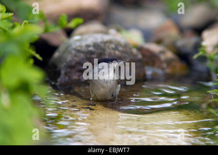 Mönchsgrasmücke (Sylvia Atricapilla), Männlich, Baden, Deutschland Stockfoto