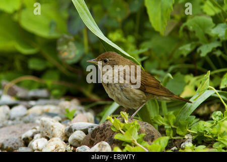 Soor Nachtigall (Luscinia Luscinia), sitzen an einem Bach, Deutschland, Mecklenburg-Vorpommern Stockfoto