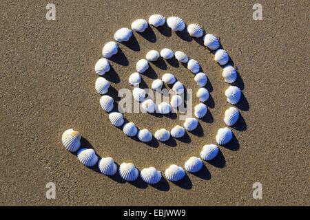 Konchen in Form einer Spirale, Großbritannien, Schottland Stockfoto