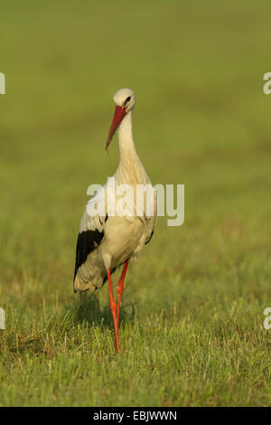 Weißstorch (Ciconia Ciconia), auf das Futter auf einer Wiese, Deutschland Stockfoto