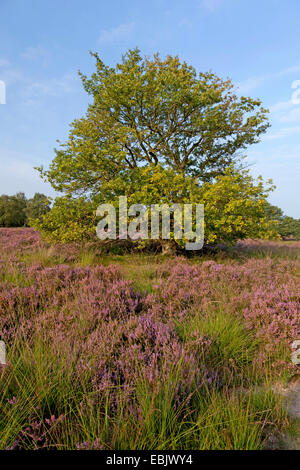 Gemeinsamen Heather, Ling, Heidekraut (Calluna Vulgaris), einziger Baum in blühender Heide, Niederlande, Nationalpark De Meinweg Stockfoto