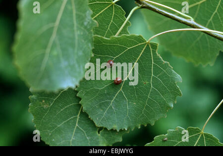 Aspen Blatt Gallmücke (Harmandia Tremulae, Harmandiola Tremulae), Gallen bei europäischen Aspen (Populus Tremula), Deutschland Stockfoto