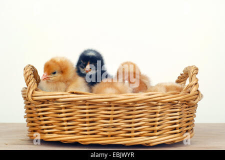 Hausgeflügel (Gallus Gallus F. Domestica), ein Korb gefüllt mit kleinen Küken Stockfoto