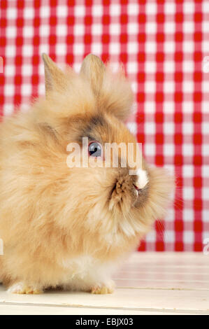 Löwenkopf Kaninchen (Oryctolagus Cuniculus F. Domestica), Kaninchen sitzen vor einer roten und weißen Tapete Stockfoto