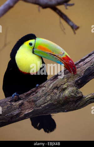 Kiel-billed Toucan (Ramphastos Sulfuratus), auf einem Ast Stockfoto