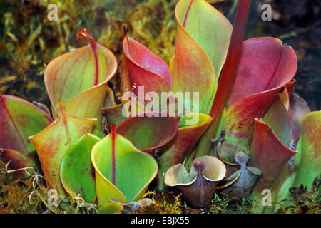 Sonne-Krug (Heliamphora Heterodoxa), leaftraps Stockfoto