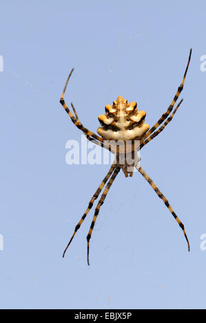 Gelappten Wespenspinne (Argiope Lobata), im Web im vorderen Ofblue Himmel, Zypern Stockfoto