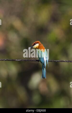 Andaman headed Kastanie-Bienenfresser, unter der Leitung von Bay Bienenfresser (Merops Leschenaulti Andamanensis), sitzt auf einem Draht, Indien, Andamanen Stockfoto