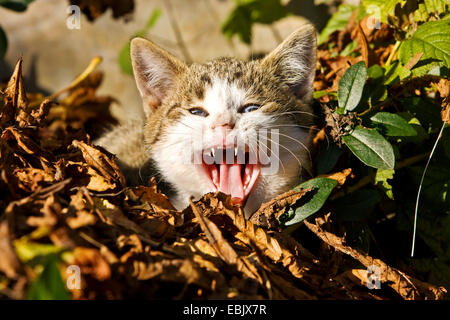 Hauskatze, Hauskatze (Felis Silvestris F. Catus), liegend im Laub und gähnt, headportrait Stockfoto