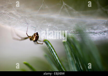 Spider Web sitzen kopfüber im Netz, die funkeln im Sonnenlicht, Deutschland ist Stockfoto