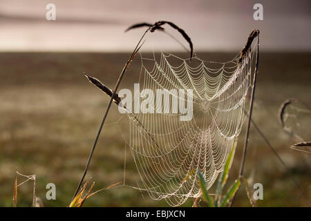 Spider Web schwer vom Morgentau zwischen klingen Rasen, Deutschland, Sachsen Stockfoto