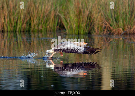 Graugans (Anser Anser), ausgehend von einem See, Deutschland, Nordrhein-Westfalen Stockfoto