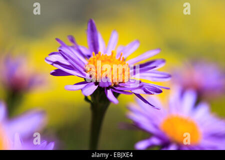 Boreal Aster, alpine Aster (Aster Alpinus) blüht, Schweiz, Wallis Stockfoto