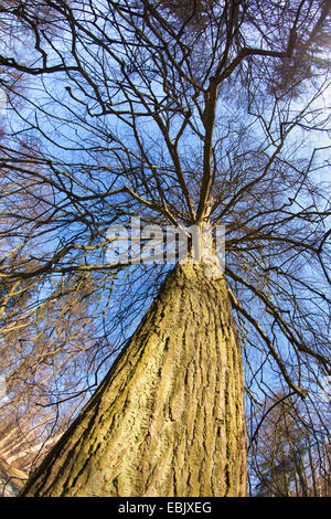 zeigen Sie in einem Baum oben, Deutschland, Bayern an Stockfoto