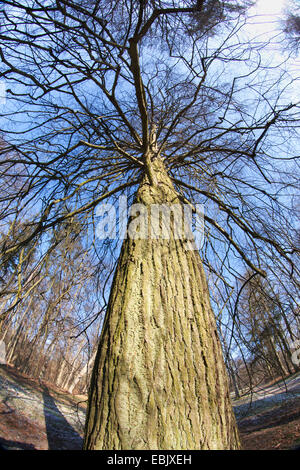 zeigen Sie in einem Baum oben, Deutschland, Bayern an Stockfoto