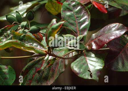 Indische Mandel (Terminalia Catappa), Früchte Stockfoto