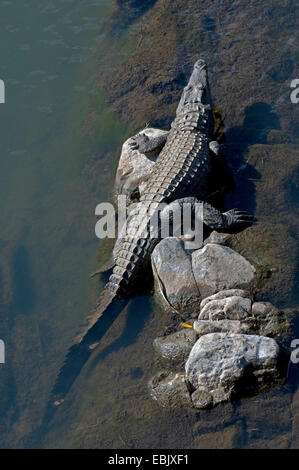 Nil-Krokodil (Crocodylus Niloticus) am Flussufer, Südafrika, Krüger Nationalpark Stockfoto