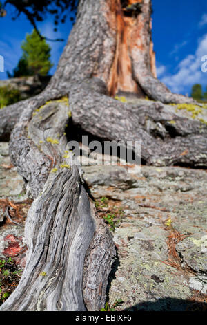 Föhre, Scots Kiefer (Pinus Sylvestris), Wurzeln wachsen über Felsen an einem Berghang, Österreich Stockfoto