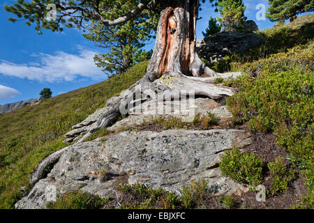 Föhre, Scots Kiefer (Pinus Sylvestris), Wurzeln wachsen über Felsen an einem Berghang, Österreich Stockfoto