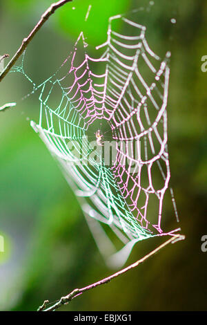 Spinne Spider Web, Deutschland, Sachsen Stockfoto