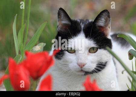 Hauskatze, Haus Katze (Felis Silvestris F. Catus), schwarze und weiße Katze sitzt in einem Blumenbeet Stockfoto