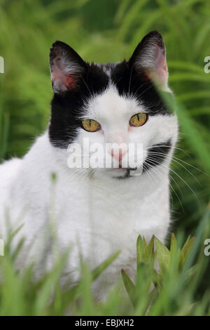 Hauskatze, Haus Katze (Felis Silvestris F. Catus), schwarze und weiße Katze sitzt auf der Wiese Stockfoto