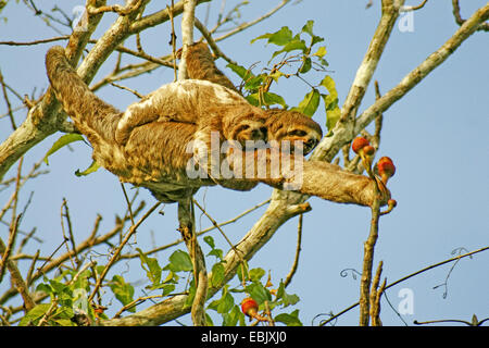 Braun-throated Faultier (Bradypus Variegatus), mit Pub, Brasilien Stockfoto