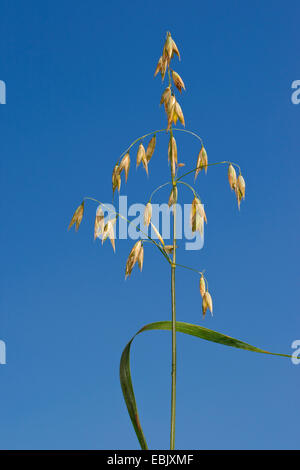 angebauten Hafer, gemeinsame Hafer (Avena Sativa), gegen blauen Himmel Stockfoto