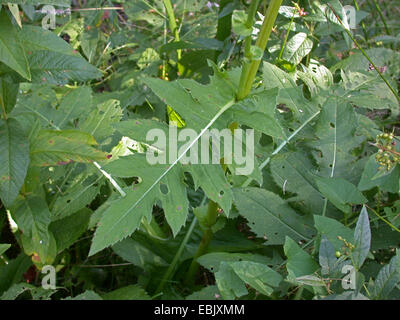 Kohl Distel (Cirsium Oleraceum), Blatt, Deutschland Stockfoto