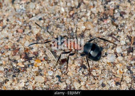 Holz-Ameisen (Formica spec.), Formica Rufa und Formica Polyctena, auf dem Boden, Deutschland Stockfoto