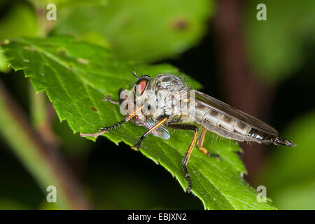 Robberfly, Räuber-Fly (Neoitamus vgl. Cyanurus), Weibchen mit Beute auf einem Blatt, Deutschland Stockfoto