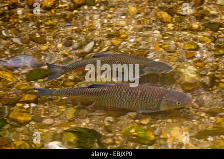 Döbel (Leuciscus Cephalus), beim Laichen Migration, Deutschland, Bayern, Nasenbach Stockfoto