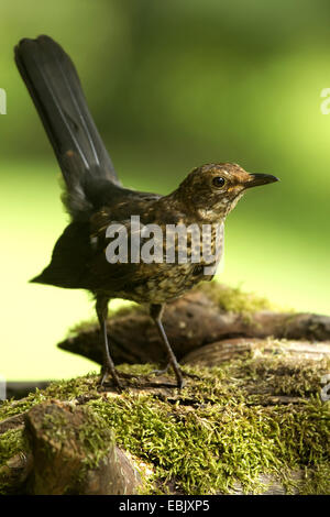 Amsel (Turdus Merula), junge Frau auf bemoosten Totholz, Deutschland Stockfoto