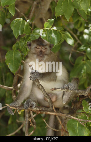 Krabbe-Essen Makaken, Java Makaken, Longtailed Makaken (Macaca Fascicularis, Macaca Irus), männliche sitzen in den Ästen eines Baumes, Thailand, Khao Sok National Park Stockfoto