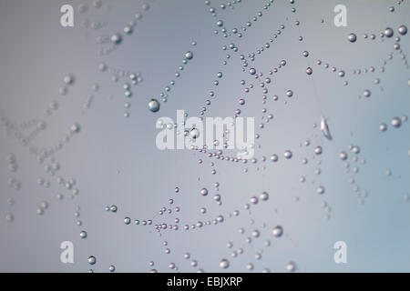 Wassertropfen Eisrutsche an ein Spinnennetz, Deutschland, Sachsen Stockfoto