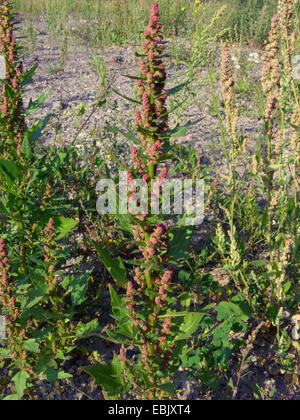 Roter Gänsefuß, Coastblite Gänsefuß (Chenopodium Rubrum), blühen, Deutschland Stockfoto